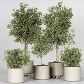 Collection Plant 07