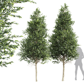 New_Tree_High_detail_Carpinus_Betulus