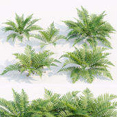 ferns collection vol 104