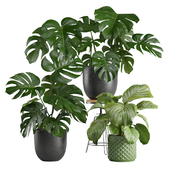 Indoor Plants Pack 19