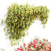 New_Plant_High_detail_Climbing_Roses_Wall_Grow_Top