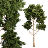 Pine Tree