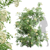 New_Plant_High_detail_Sambucus_Nigra_Tall