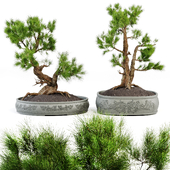 Bonsai Set Vol.02