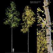 Aspen tree set_02