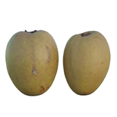 Sapodilla