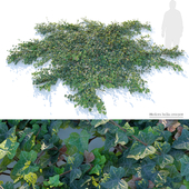 Hedera helix