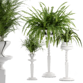 Interior Plant Set 04 - Fern