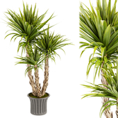 Collection plant vol 373 - indoor - leaf -  Dracaena - luxe