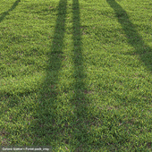 Bermuda grass
