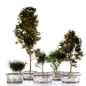 Outdoor Plant Set