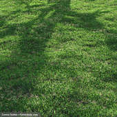 Bermuda grass 2