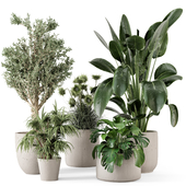 Indoor Plants in rusty Concrete Pot - Set 1058