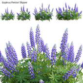 Lupinus Persian Slipper