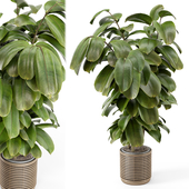 Indoor Plant in Natural Rattan Pot on Wood Base - Set 1071