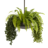 Indoor Plant No.24 - Hanging Plant