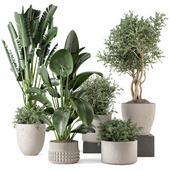 Indoor Plants  in rusty Concrete Pot - Set 1114