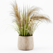 Bouquet of pampas grass01