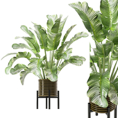 Indoor Plants Collection - Set 582