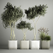 A set of plants olive trees in outdoor pots with bushes.1127.