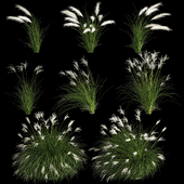 Collection of ornamental shrubs for landscape design from white feather grass grass and Miscanthus. 1131.