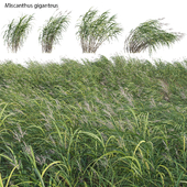 Miscanthus giganteus 02