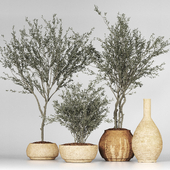 Collection Plant 10