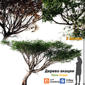 Дерево акации