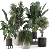 Indoor Plants in rusty Concrete Pot - Set 1228