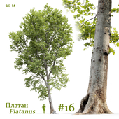 Платан / Sycamore / Platanus #16