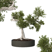 Decorative tree series-2
