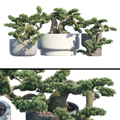 Bonsai