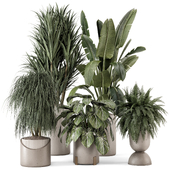 Indoor Plants  in rusty Concrete Pot - Set 1341