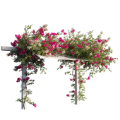 Bougainvillea plant set 59