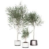 Collection plant 13