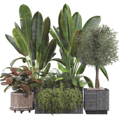 Indoor Plant Set 01