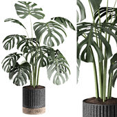 indoor Plant 014