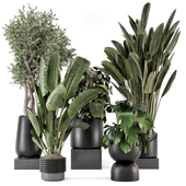 Indoor Plants  in rusty Concrete Pot - Set 1378