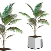 Plant Areca