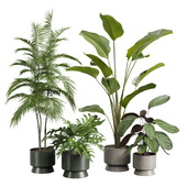 Indoor Plant Pack 42