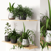 Collection_plant_14