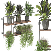 indoor hanging plants in metal shelf_  Set 793