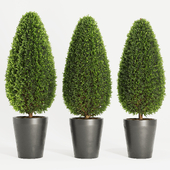 Boxwood Topiary Cone