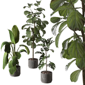 Collection_plant_15