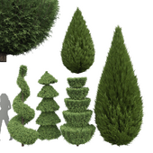 New Plant Beloved Cypress trees Juniperus chinensis Spartan Taylor