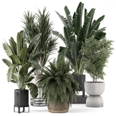 Indoor Plants  in rusty Concrete Pot - Set 1417