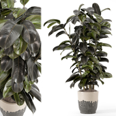 Indoor Ficus Plant  in Circle Pot - Set 1425