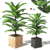 Indoor and outdoor tropical plants