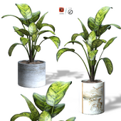 Indoor plants-9