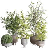 Indoor plant set 371 concrete vase plant tree shrub